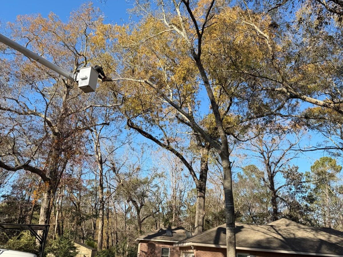 El Costeño Tree Service LLC